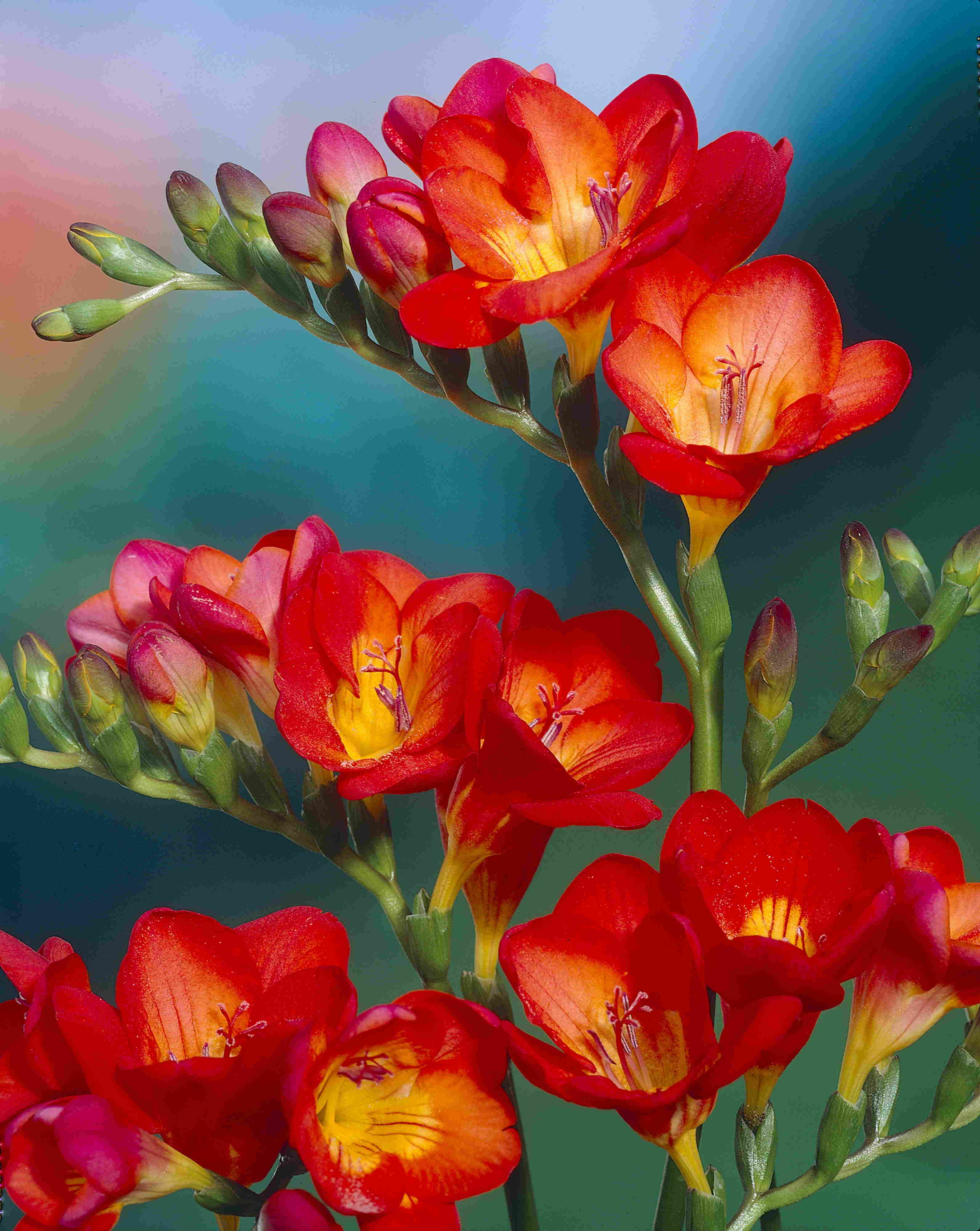 Freesia Rood